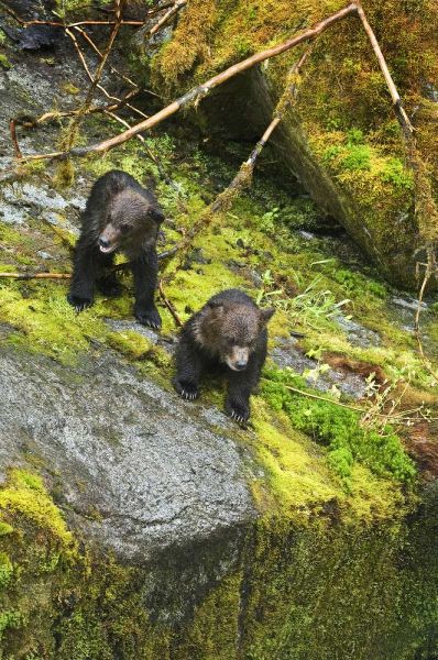 AK, Inside Passage Two grizzly bear cubs